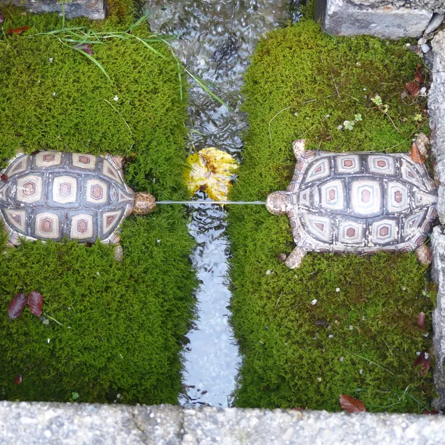 Two stone turtles squirting water across a mossy channel at Hellbrunn