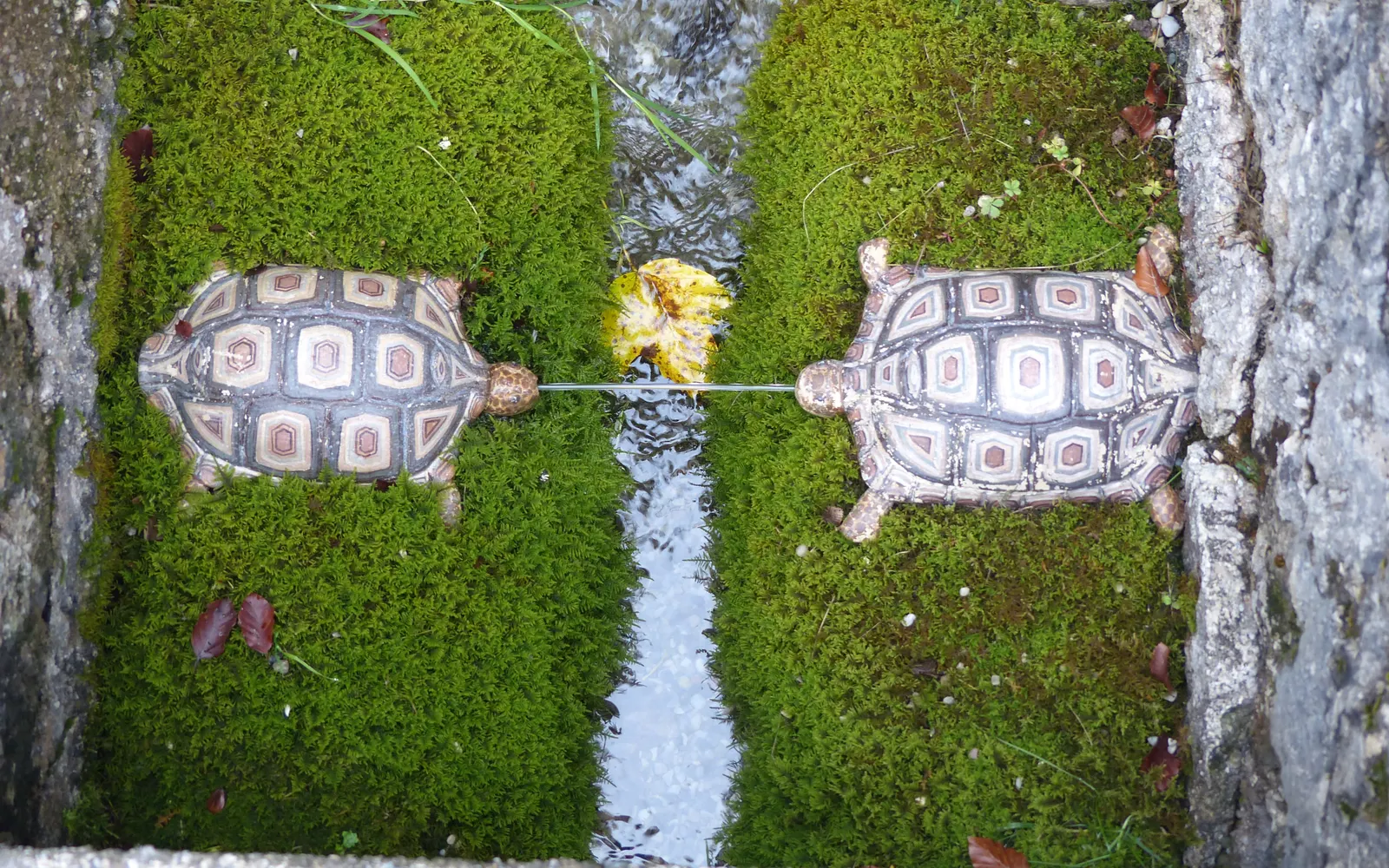 Two stone turtles squirting water across a mossy channel at Hellbrunn